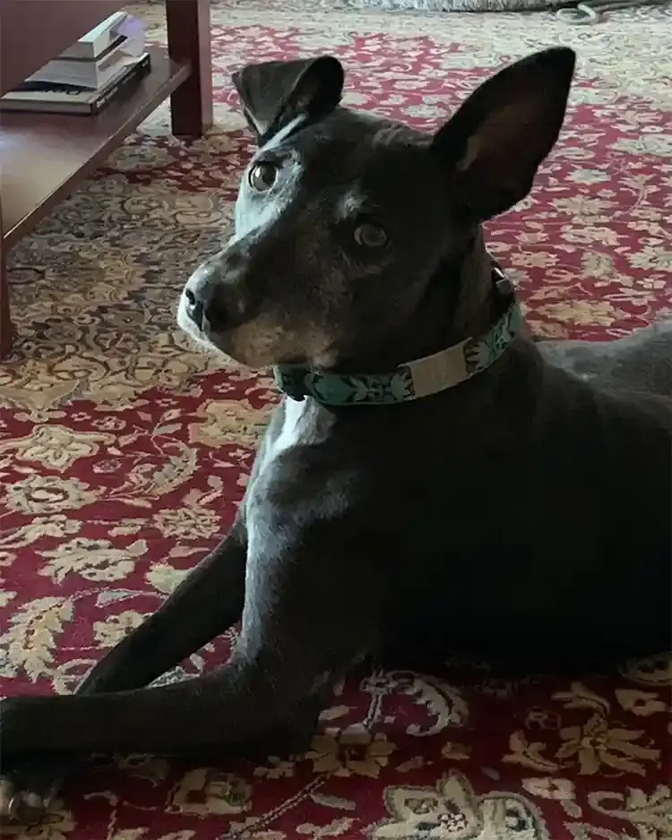 Etta, an 11-year-old whippet mix, after recovering from TPLO surgery