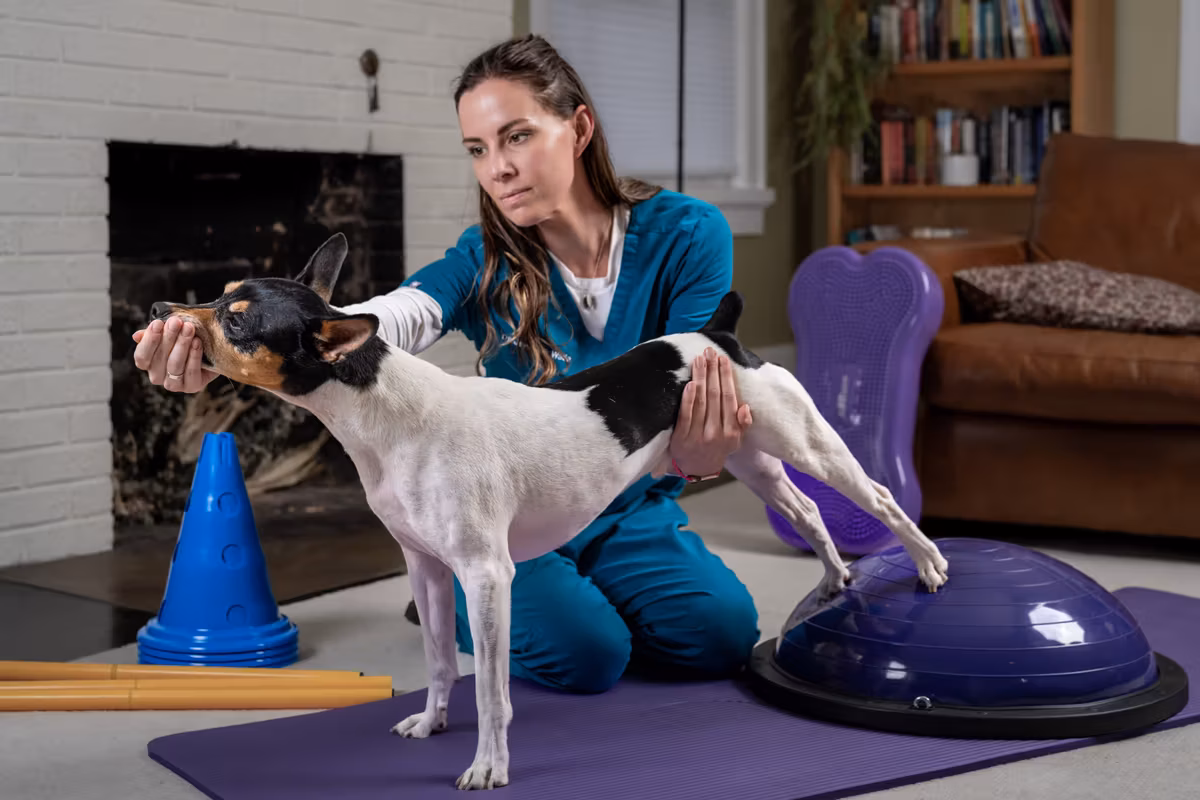 A dog receiving gentle rehabilitation care during an in-home appointment