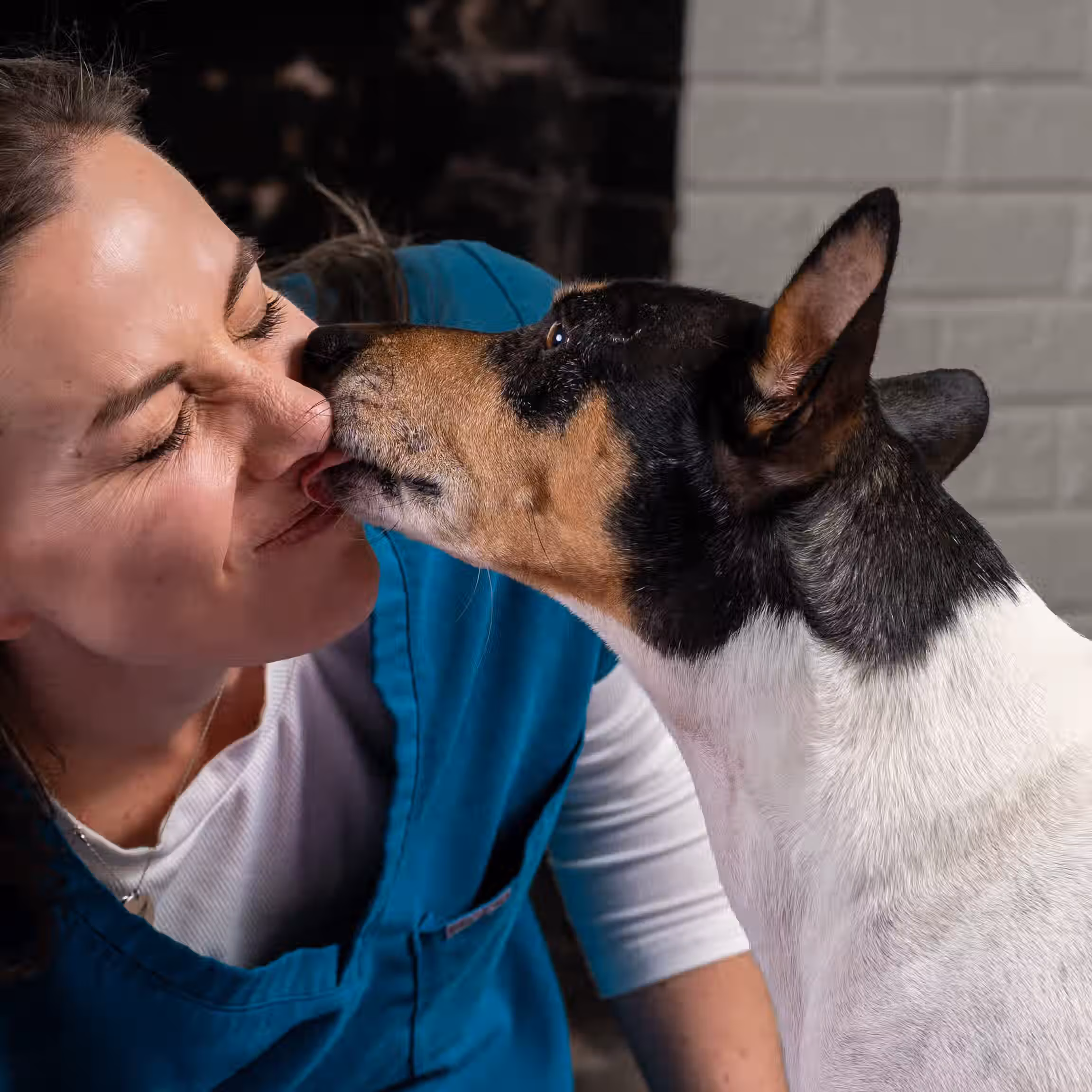 Rockie, a tricolor Decker rat terrier, giving Dr. Jennifer Wade a kiss on the nose