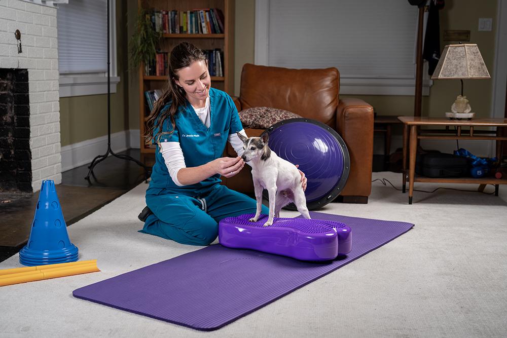 A dog receiving gentle rehabilitation therapy during a recovery session