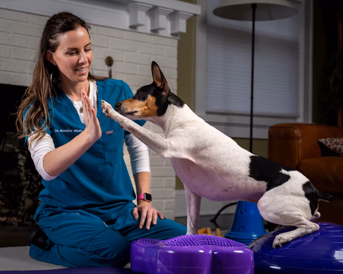 Close-up of hands-on canine soft tissue therapy during an in-home session