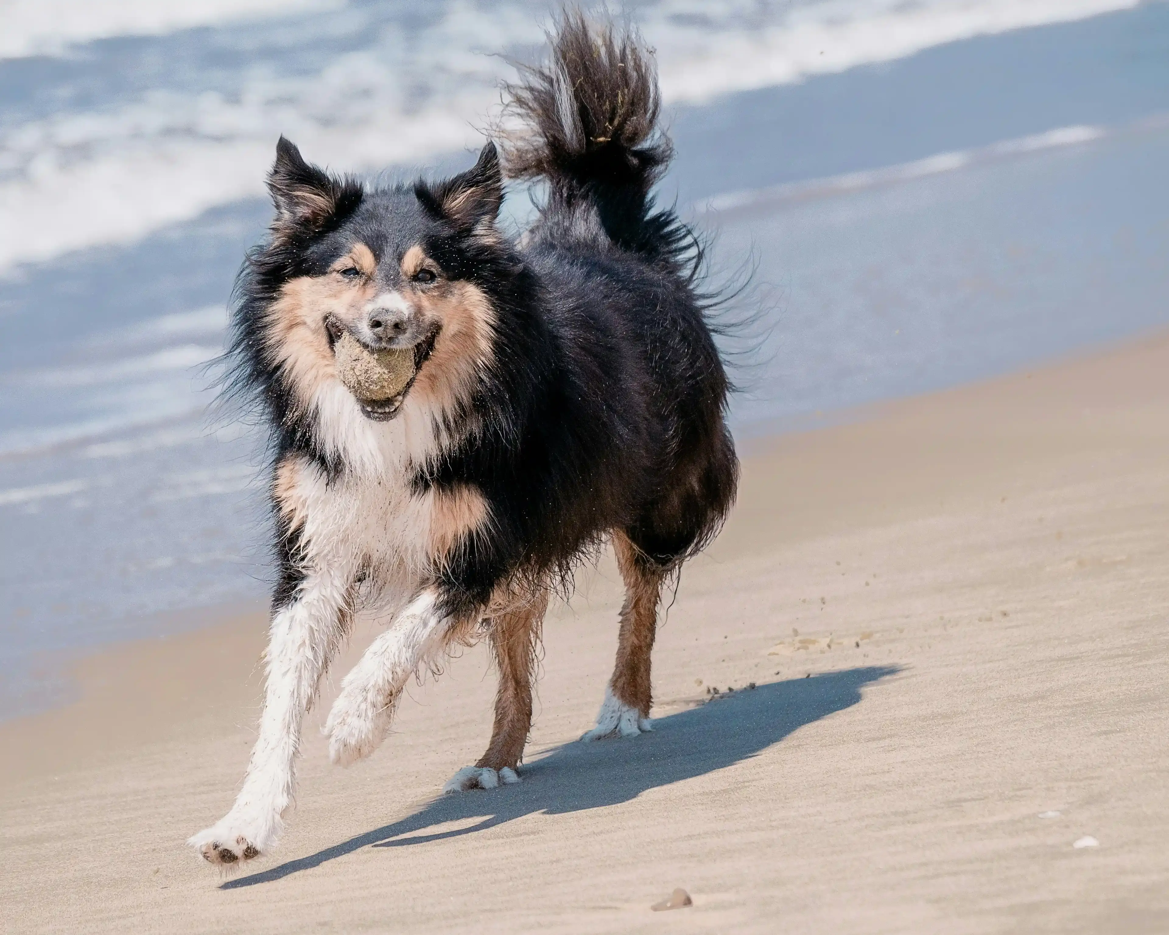 Koda, a Border Collie, running through an agility course after completing a Canine Kinetics fitness program