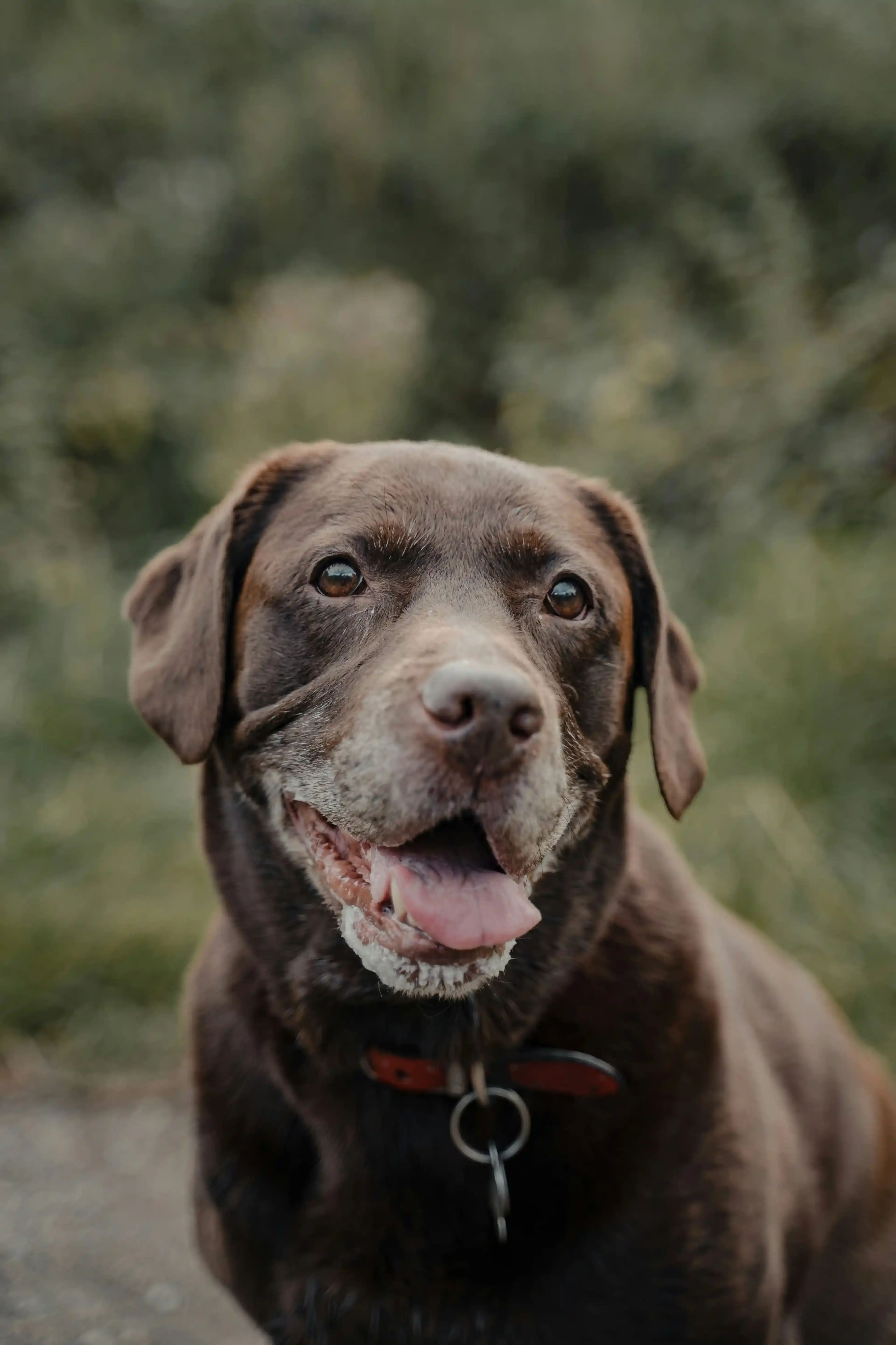 Rosie, a Labrador, relaxing at home after completing her rehabilitation recovery program with Canine Kinetics